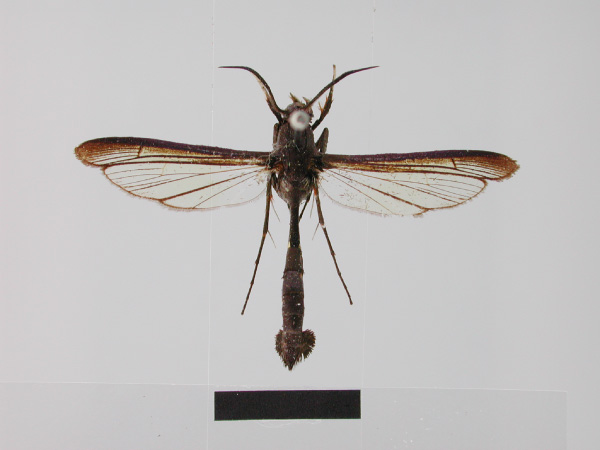 /filer/webapps/moths/media/images/T/typica_Similipepsis_HT_ZMHB.jpg