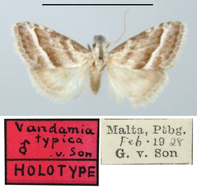 /filer/webapps/moths/media/images/T/typica_Vandamia_HT_TMSA.jpg