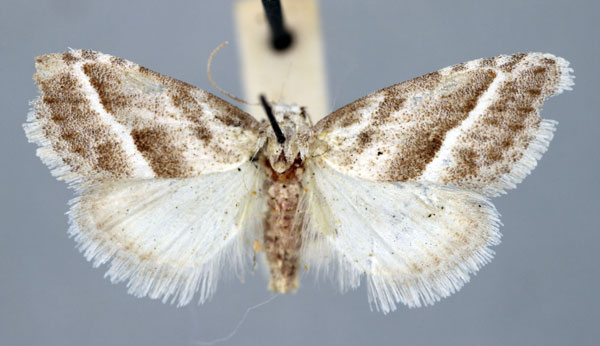 /filer/webapps/moths/media/images/T/typica_Vandamia_PT_BMNH.jpg