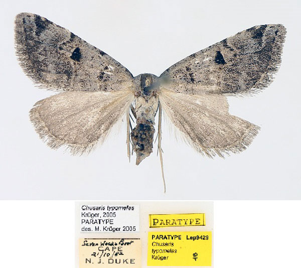 /filer/webapps/moths/media/images/T/typomelas_Chusaris_PTF_TMSA_01.jpg