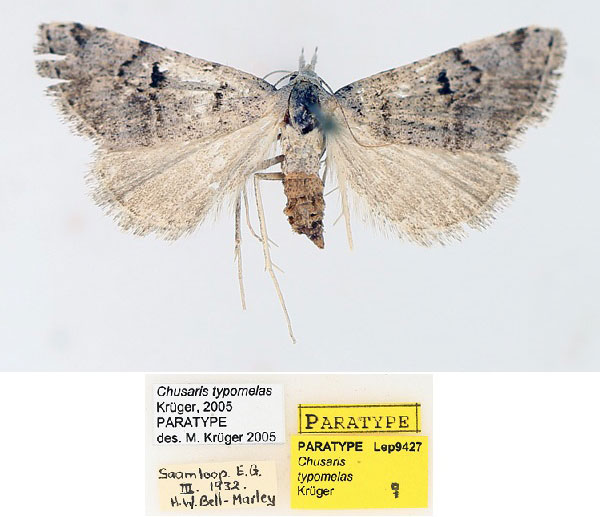 /filer/webapps/moths/media/images/T/typomelas_Chusaris_PTF_TMSA_02.jpg