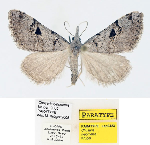 /filer/webapps/moths/media/images/T/typomelas_Chusaris_PTM_TMSA_02.jpg