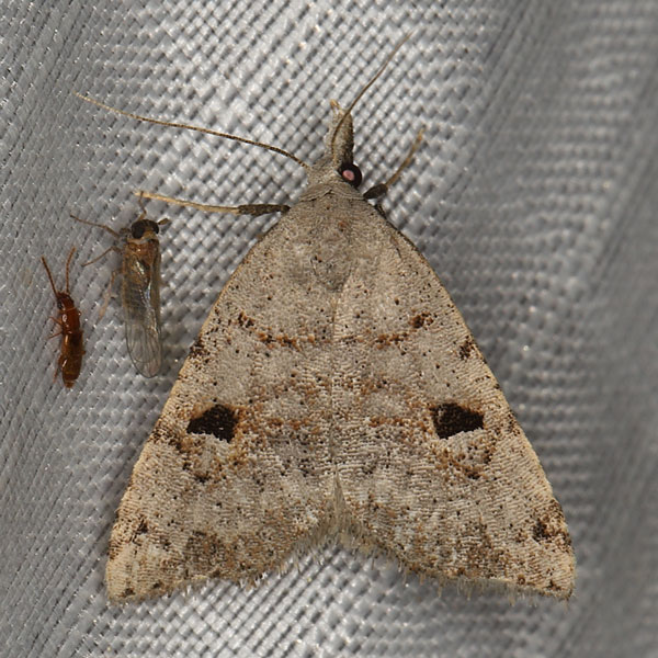 /filer/webapps/moths/media/images/T/typomelas_Polypogon_A_Heynsa.jpg