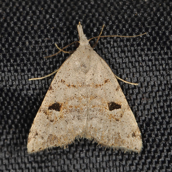 /filer/webapps/moths/media/images/T/typomelas_Polypogon_A_Heynsb.jpg