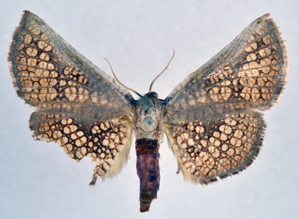 /filer/webapps/moths/media/images/T/tyrannica_Cecidothyris_AF_NHMO.jpg