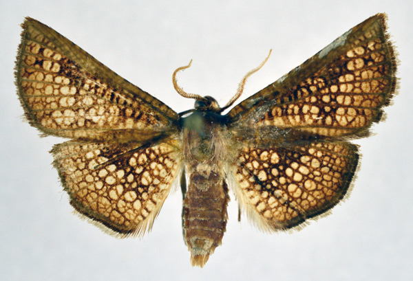 /filer/webapps/moths/media/images/T/tyrannica_Cecidothyris_AM_NHMO.jpg