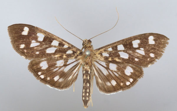 /filer/webapps/moths/media/images/T/tyres_Pygospila_A_BMNH.jpg