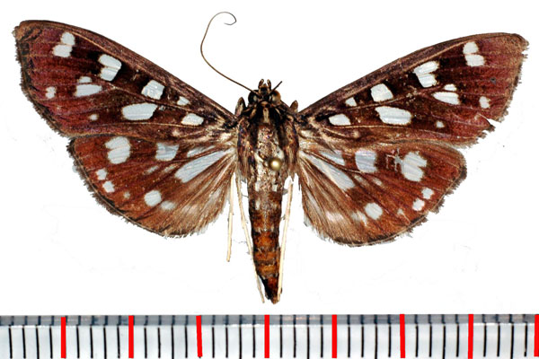 /filer/webapps/moths/media/images/T/tyres_Pygospila_A_Poltavsky.jpg