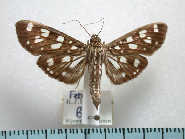 /filer/webapps/moths/media/images/T/tyres_Pygospila_A_Revell.jpg