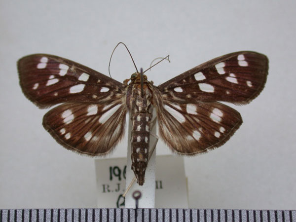 /filer/webapps/moths/media/images/T/tyres_Pygospila_A_Revell_02.jpg