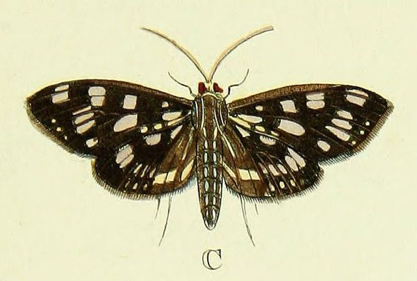 /filer/webapps/moths/media/images/T/tyres_Pygospila_Cramer3_263_C.jpg