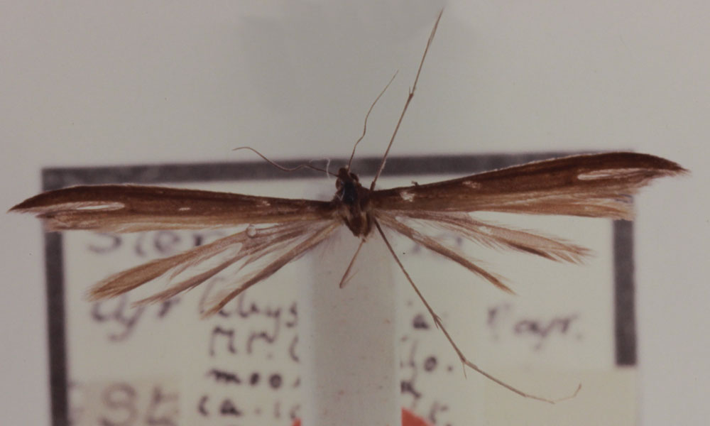 /filer/webapps/moths/media/images/T/tyropiesta_Stenoptilia_HT_BMNH.jpg