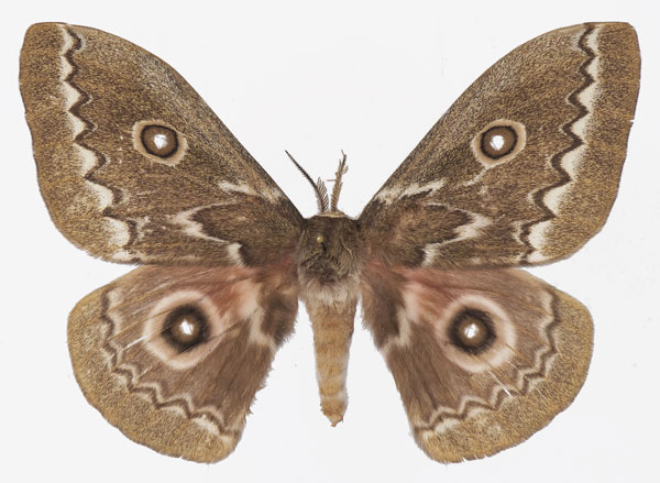 /filer/webapps/moths/media/images/T/tyrrhea_Gonimbrasia_AM_Basquina.jpg