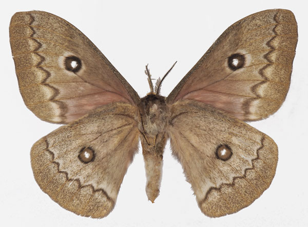 /filer/webapps/moths/media/images/T/tyrrhea_Gonimbrasia_AM_Basquinb.jpg