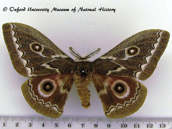 /filer/webapps/moths/media/images/T/tyrrhea_Gonimbrasia_A_OUMNH_01.jpg