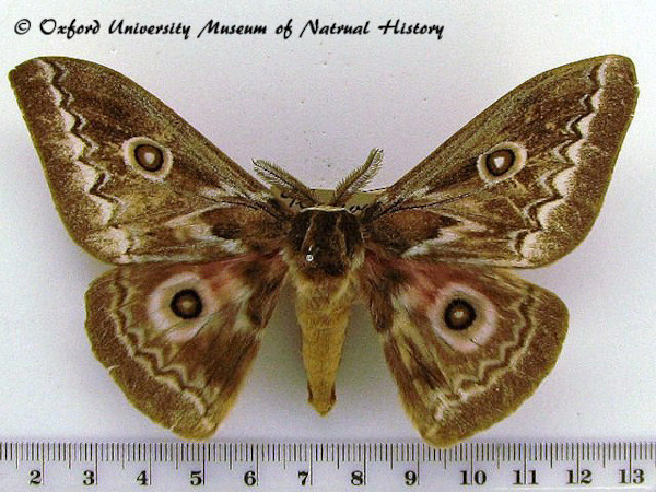 /filer/webapps/moths/media/images/T/tyrrhea_Gonimbrasia_A_OUMNH_02.jpg