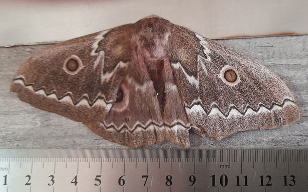 /filer/webapps/moths/media/images/T/tyrrhea_Gonimbrasia_A_Unknown.jpg