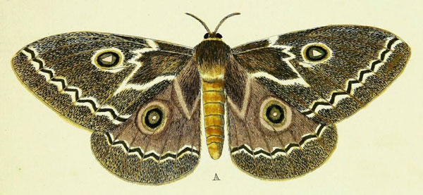 /filer/webapps/moths/media/images/T/tyrrhea_Gonimbrasia_Cramer1_46_A.jpg