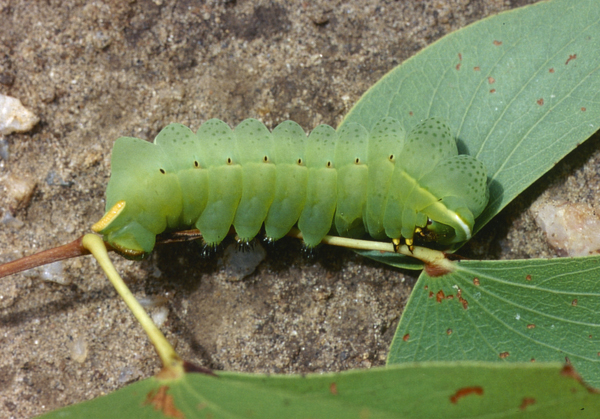 /filer/webapps/moths/media/images/T/tyrrhena_Gonimbrasia_C_Roland_02.jpg