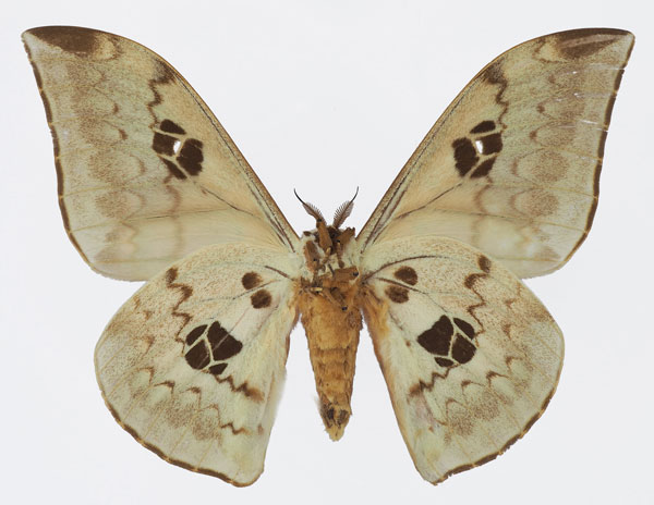 /filer/webapps/moths/media/images/T/tyrrhena_Pseudobunaea_AM_Basquinb.jpg