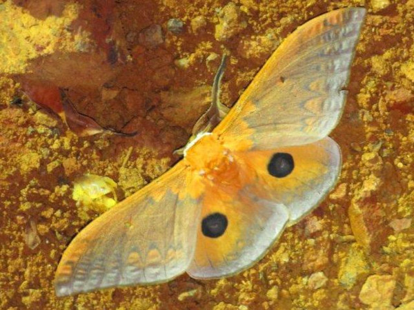 /filer/webapps/moths/media/images/T/tyrrhena_Pseudobunaea_A_Stanton.jpg