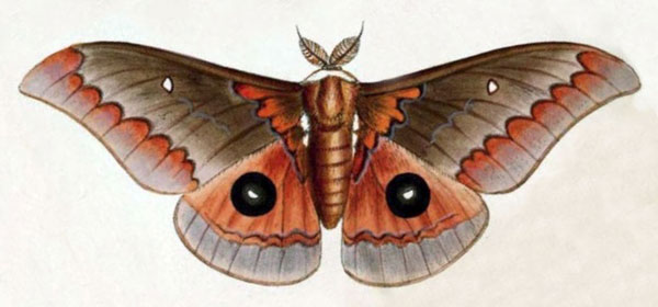 /filer/webapps/moths/media/images/T/tyrrhena_Saturnia_ST_Westwood_1849_8-1.jpg