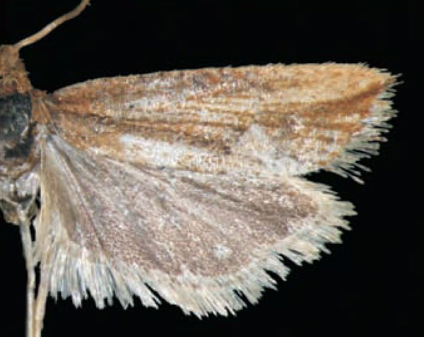 /filer/webapps/moths/media/images/T/tytthaspis_Cydia_HT_Trematerra.jpg