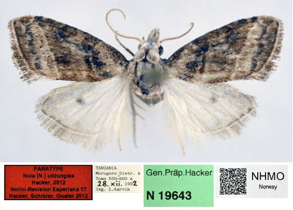 /filer/webapps/moths/media/images/U/udzungwa_Nola_PT_NHMO_01.jpg