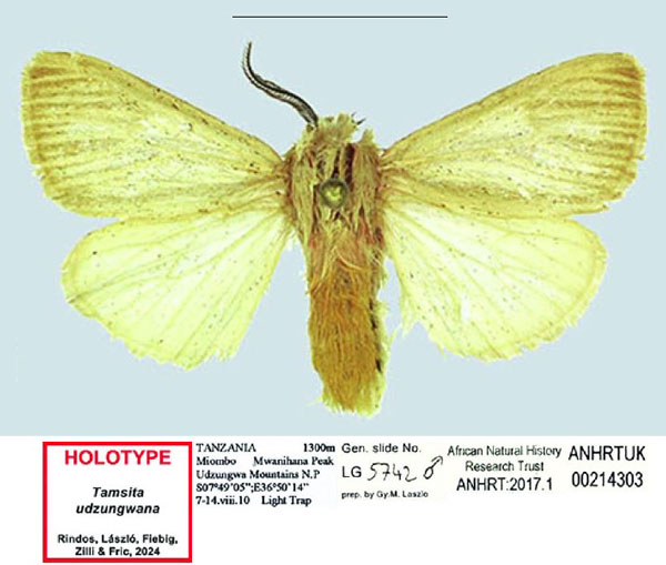 /filer/webapps/moths/media/images/U/udzungwana_Tamsita_HT_ANHRT.jpg