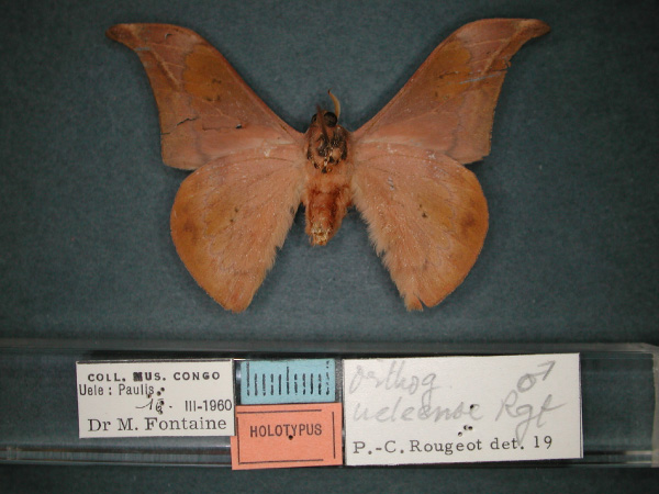/filer/webapps/moths/media/images/U/ueleense_Orhtogonioptilum_HT_RMCA_02.jpg
