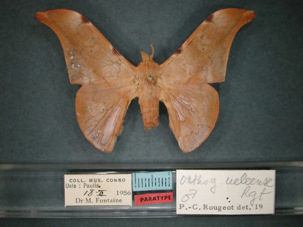 /filer/webapps/moths/media/images/U/ueleense_Orhtogonioptilum_PT_RMCA_01.jpg