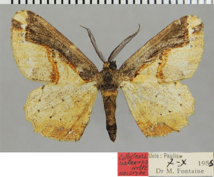 /filer/webapps/moths/media/images/U/ueleensis_Colocleora_HT_ZSMa.jpg