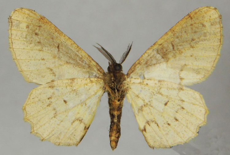 /filer/webapps/moths/media/images/U/ueleensis_Colocleora_HT_ZSMb.jpg