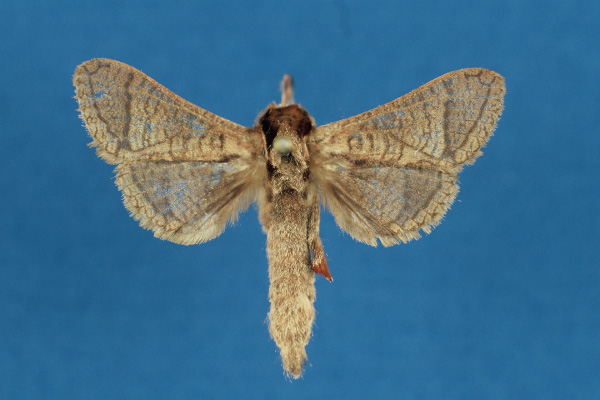 /filer/webapps/moths/media/images/U/ueleensis_Haberlandia_HT_RMCA.jpg