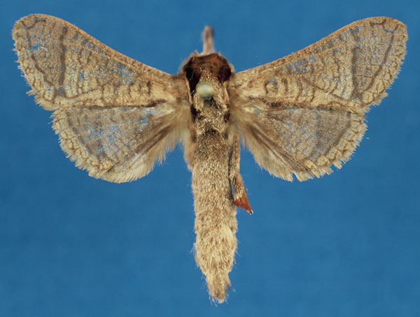/filer/webapps/moths/media/images/U/ueleensis_Haberlandia_HT_RMCA_ie7PL2a.jpg