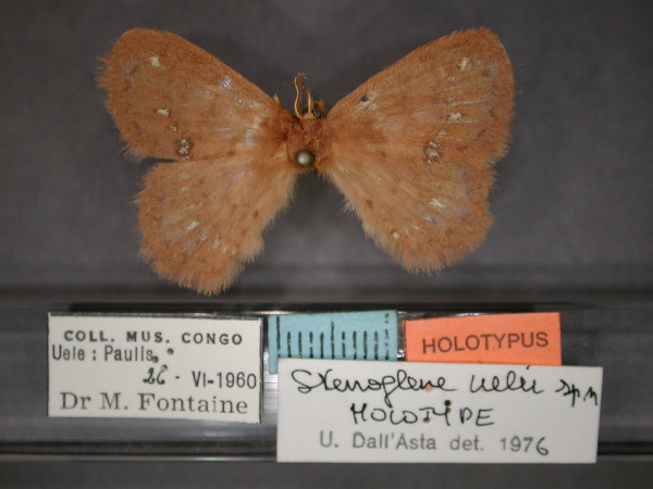 /filer/webapps/moths/media/images/U/uelei_Stenoglene_HT_RMCA_01.jpg