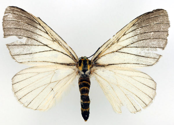/filer/webapps/moths/media/images/U/uelleburgensis_Phiala_AF_Basquin.jpg