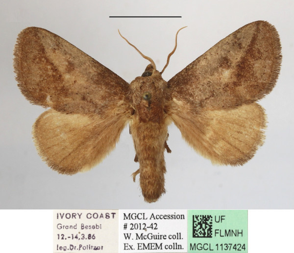 /filer/webapps/moths/media/images/U/uelleburgensis_Tryphax_A_MGCLa_01.JPG
