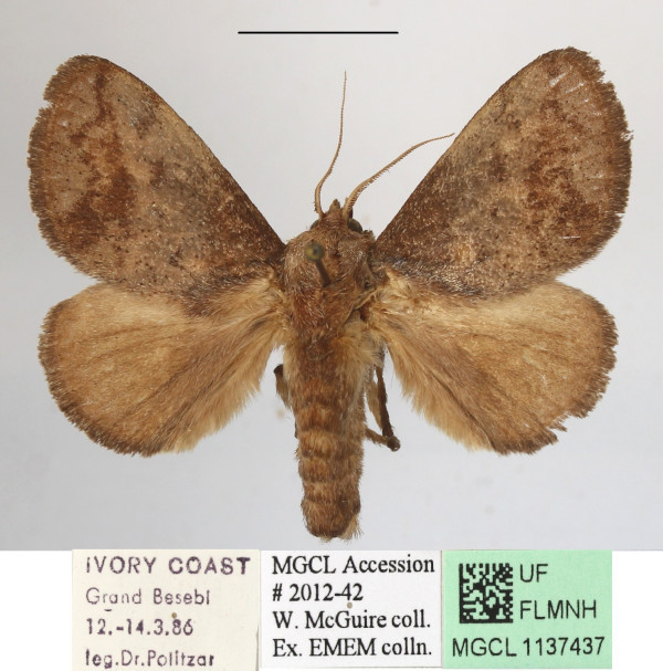 /filer/webapps/moths/media/images/U/uelleburgensis_Tryphax_A_MGCLa_02.JPG