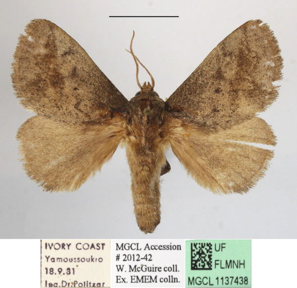 /filer/webapps/moths/media/images/U/uelleburgensis_Tryphax_A_MGCLa_03.JPG