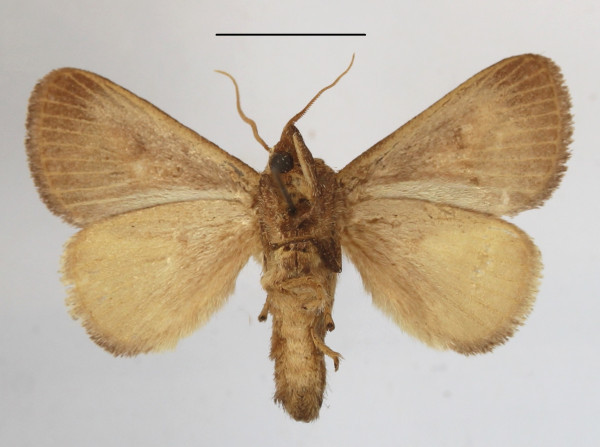/filer/webapps/moths/media/images/U/uelleburgensis_Tryphax_A_MGCLb_01.JPG