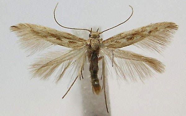 /filer/webapps/moths/media/images/U/ugabensis_Scythris_PT_ZMHB.jpg