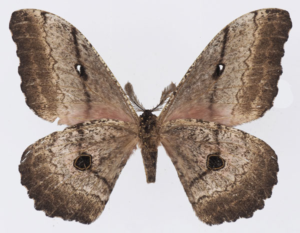 /filer/webapps/moths/media/images/U/uganda_Gynanisa_AM_Basquinb.jpg