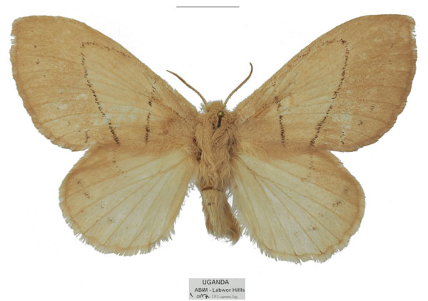 /filer/webapps/moths/media/images/U/uganda_Philotherma_AT_Basquina.jpg