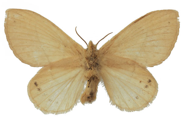 /filer/webapps/moths/media/images/U/uganda_Philotherma_AT_Basquinb.jpg