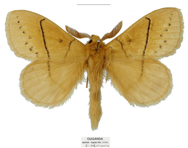 /filer/webapps/moths/media/images/U/uganda_Philotherma_HT_Basquina.jpg