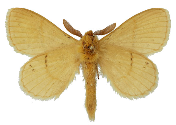/filer/webapps/moths/media/images/U/uganda_Philotherma_HT_Basquinb.jpg