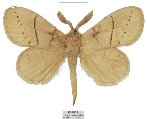 /filer/webapps/moths/media/images/U/uganda_Philotherma_PTM_Basquin.jpg