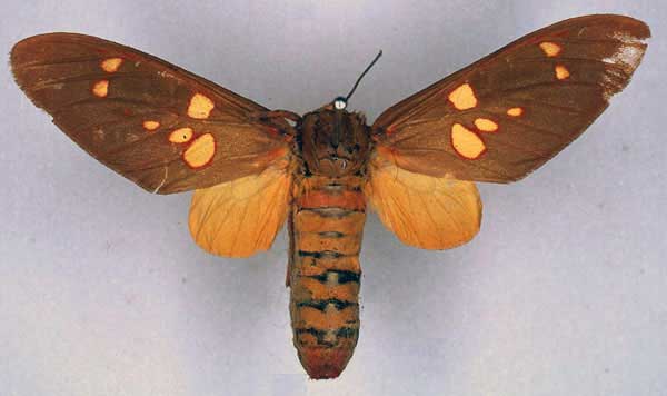 /filer/webapps/moths/media/images/U/ugandae_Balacra_HT_BMNH_01.jpg