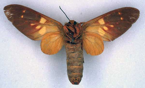 /filer/webapps/moths/media/images/U/ugandae_Balacra_HT_BMNH_02.jpg